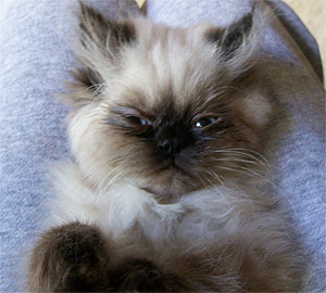 Gambar Kucing Persia Himalaya lagi tidur Gambar Kucing Persia Himalaya lagi tidur