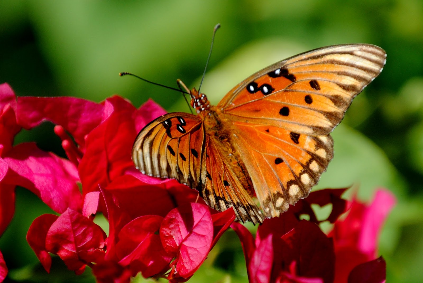 Field Notes and Photos Florida Fall Butterflies