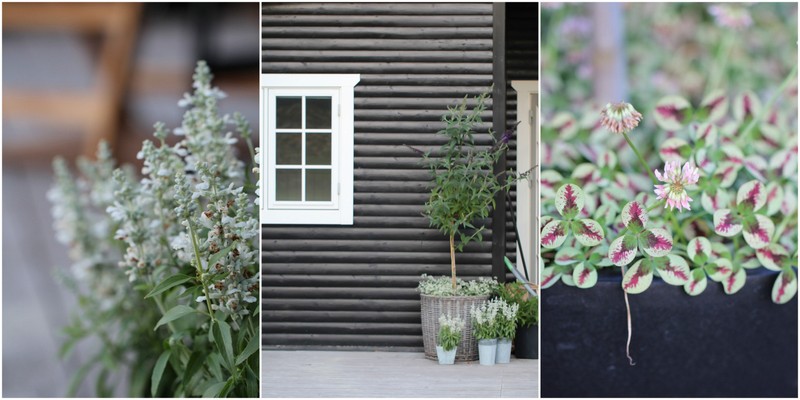 Havefolket: en sommerlig krukkehave