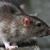 COMO QUASE A PESTE BUBÔNICA QUASE EXTERMINOU A HUMANIDADE