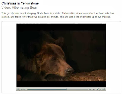 http://www.pbs.org/wnet/nature/episodes/christmas-in-yellowstone/video-hibernating-bear/4454/