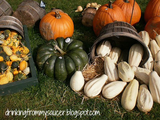 Drinking From My Saucer :: Kingsway Pumpkin Farm