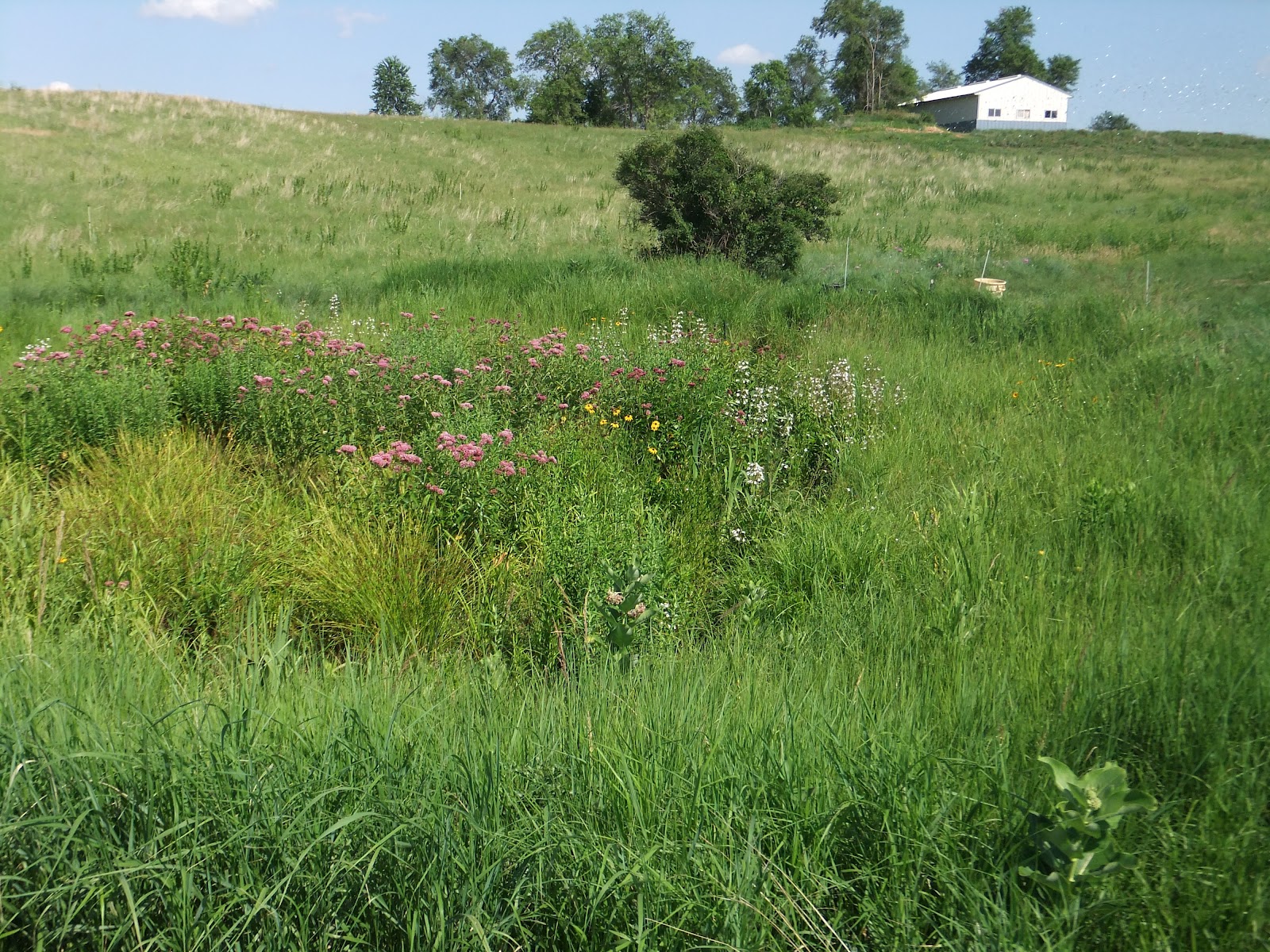 Restoring The Landscape With Native Plants Creation of a Prairie Pond