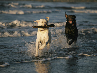 Labrador Retriever Training Practical Commands Training Labrador Retriever Training Practical Commands Training
