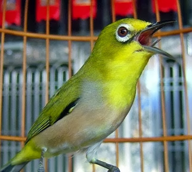 Pleci Kacamata Betina