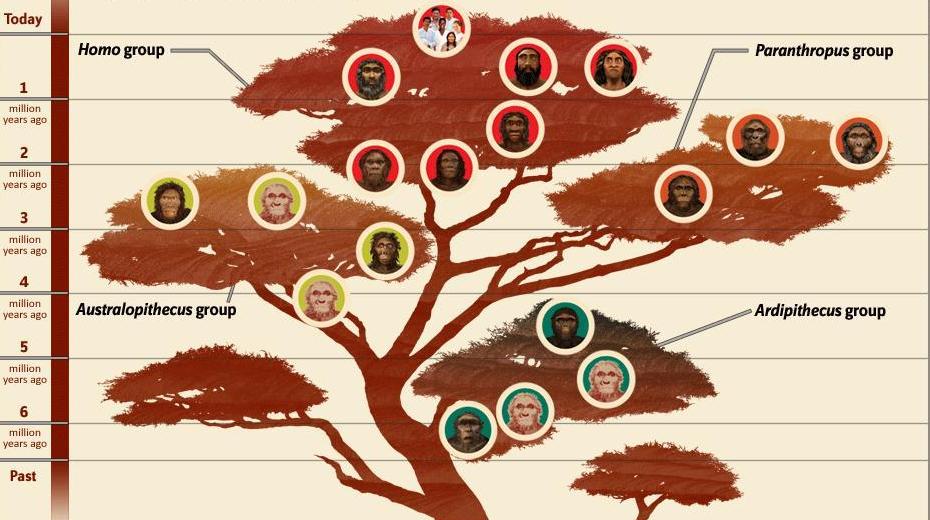 Australopithecines and Homo habilis: Evolution of Australopithecines to
