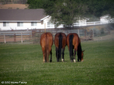 Local horse tails (Equus ferus caballus) in Utah.