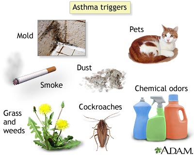 Can A Dog Have Asthma Attacks Can A Dog Have Asthma Attacks