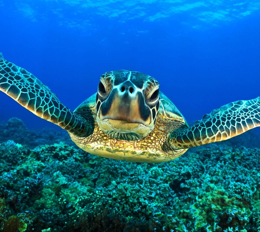 QQ Wallpapers Sea Animal Turtle Free Wallpapers