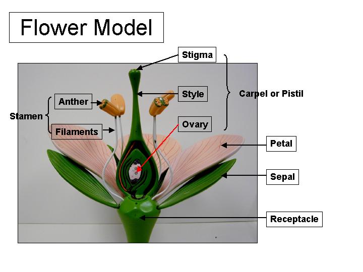 Austin Glenbrae School Flower pollination