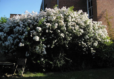 Huge climbing white rose