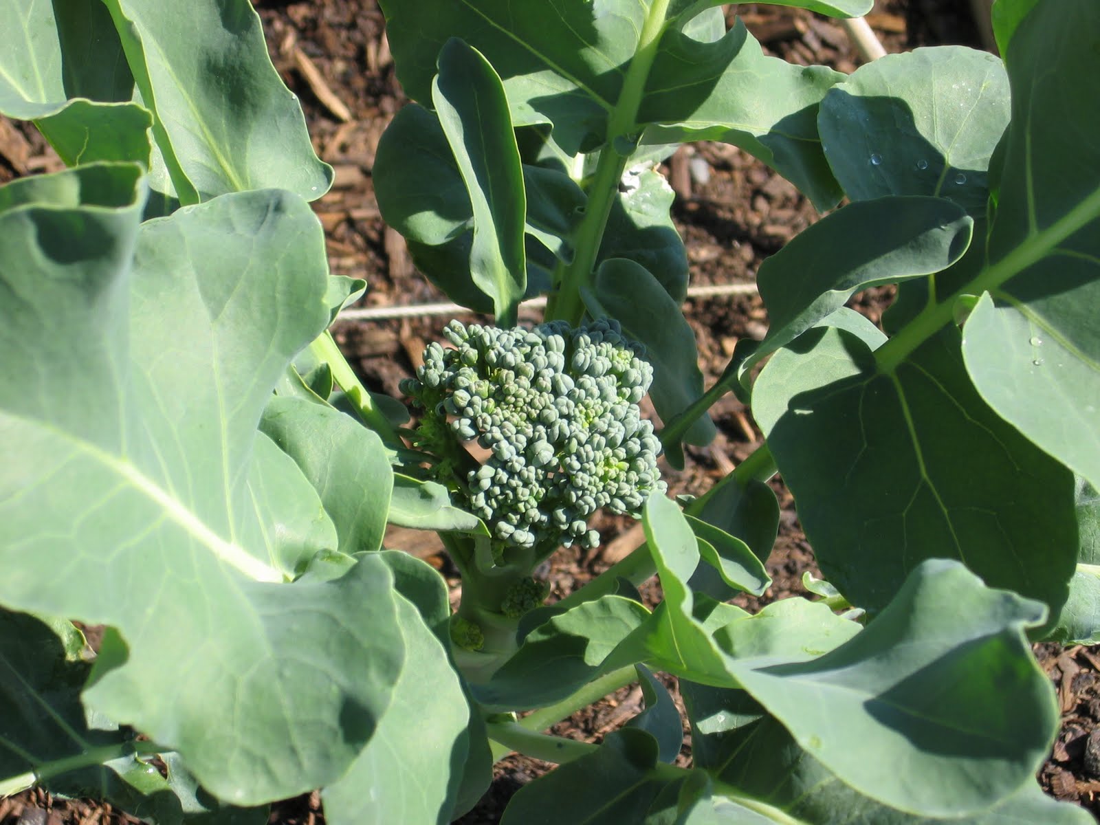 Toni's Square Foot Garden Broccoli... Ducklings... and Deer... oh ya..