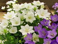 Campanula carpatica