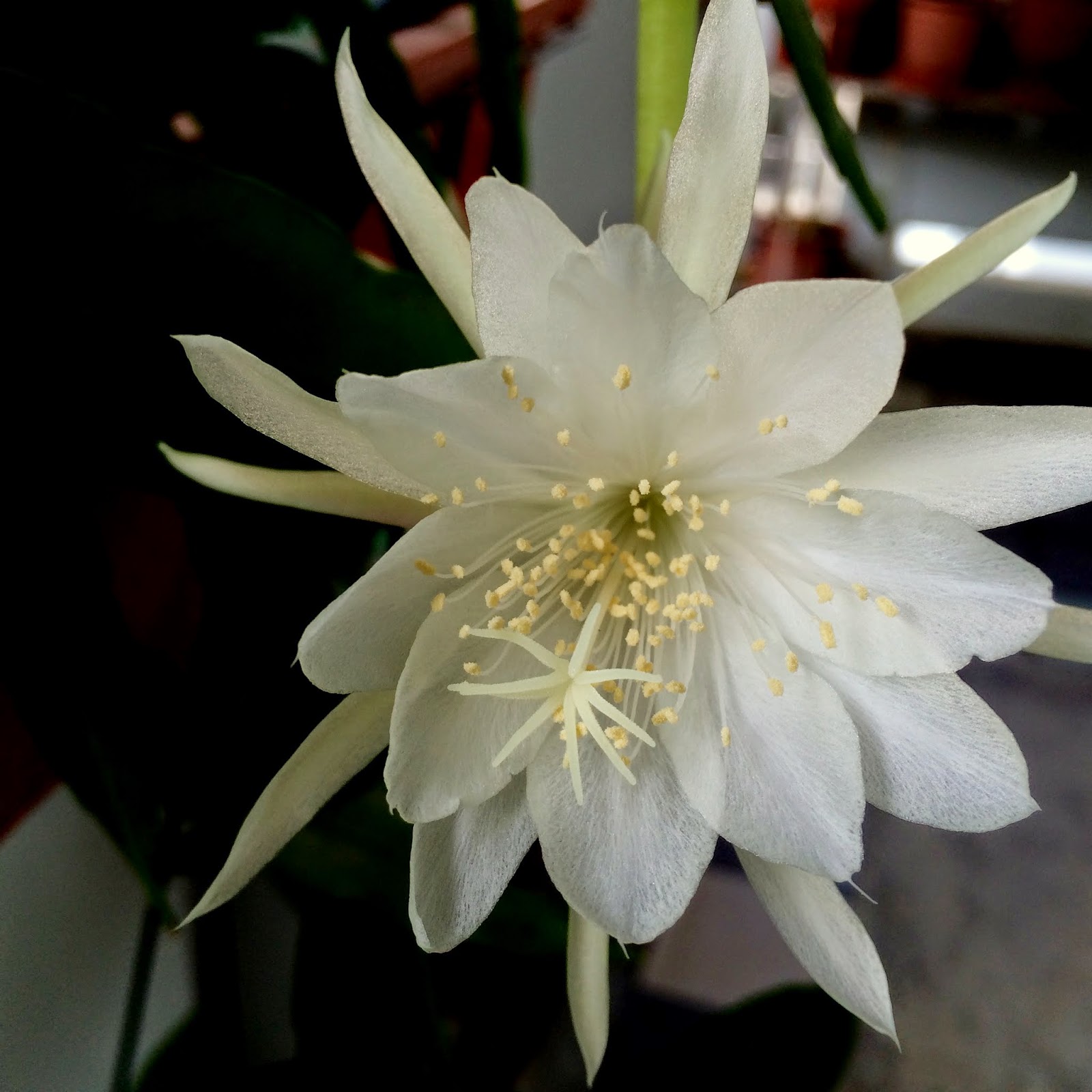 Singapore Plants Lover Today's Flowers EpiphyllumQueen Of The Night