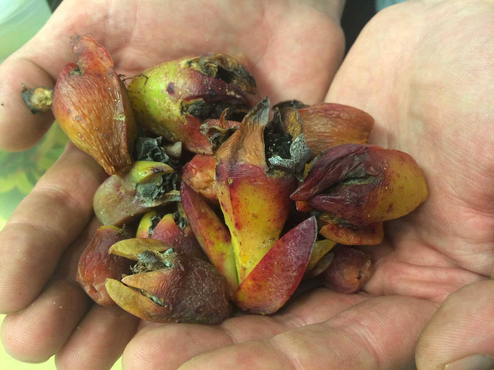 The Post Ranch Kitchen Sea Figs