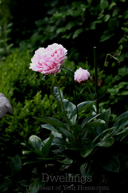 Peonies shine at sunset! pink peonies