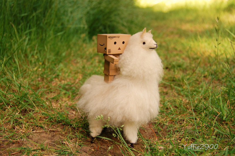I love Danbohe's so kyuuuuttttt these are some pictures of Danbo 