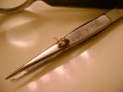 My first tick of the seasona female American dog tick (dsc )