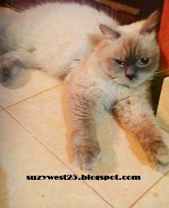 Kucing - Kucingku Kucing - Kucingku