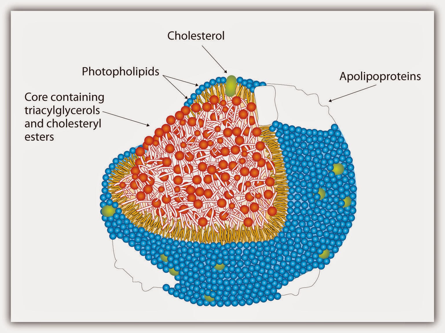 gambar lipid pada pembuluh darah gambar lipid pada pembuluh darah