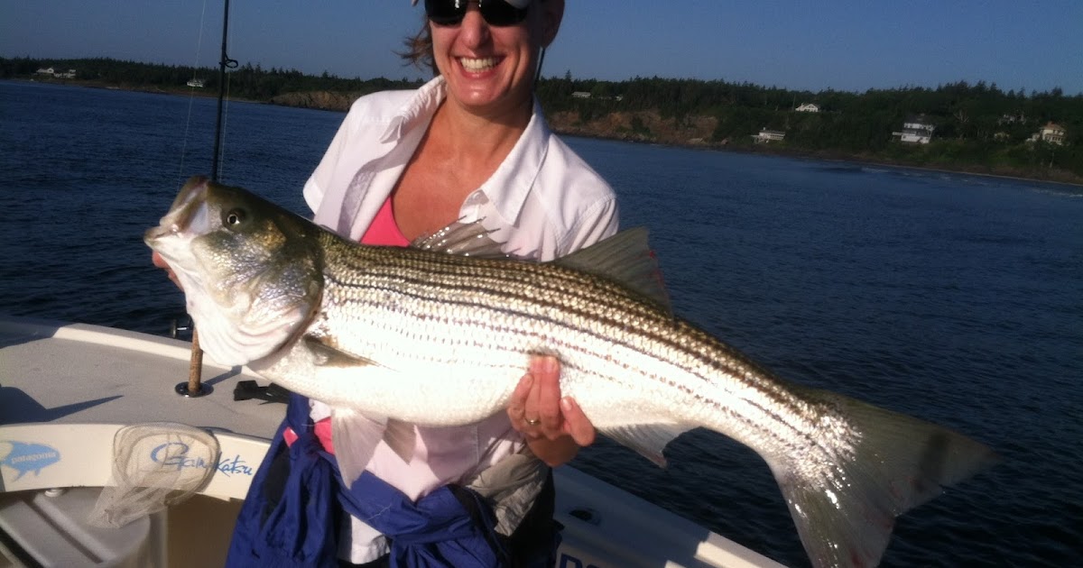 Maine Striper Fishing Charters & Reports Hotline 2076910745 Maine