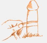 What is the average length of a penis