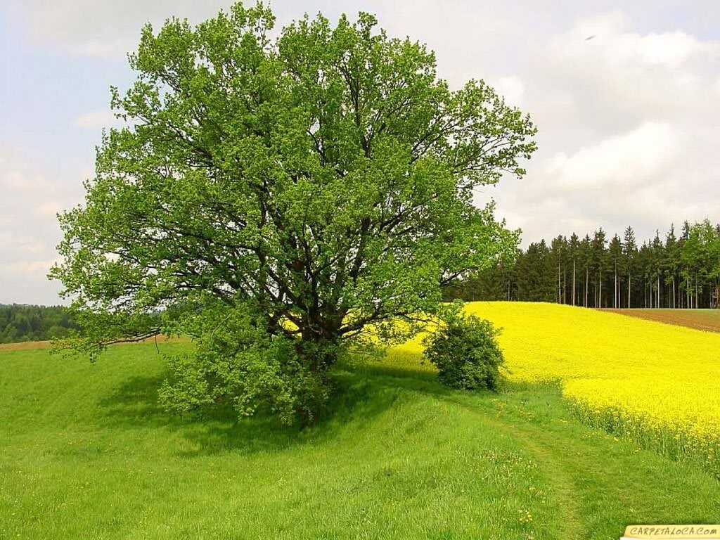 CENTRO CULTURAL MANOS A LA OBRA: DIA DEL ARBOL
