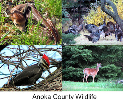 Anoka County Minnesota Wildlife by Teri Eckholm REALTOR