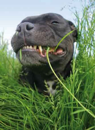 Can Eating Grass Cause Diarrhea In Dogs Can Eating Grass Cause Diarrhea In Dogs