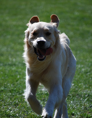 Is spray tan toxic to dogs