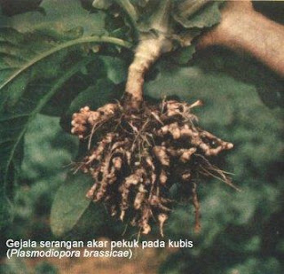 Akar Gada Pada Kubis (Plasmodiophoro brassicae) Akar Gada Pada Kubis (Plasmodiophoro brassicae)