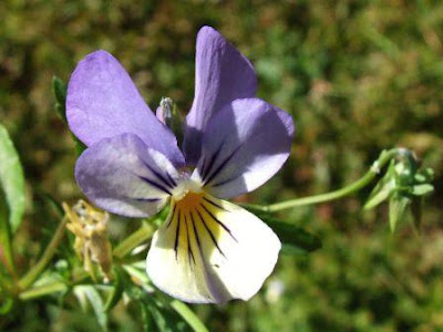 Budząca się przyroda. Na zdjęciu fiołek polny (Viola tricolor)