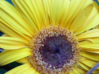 close up of the yellow gerbera