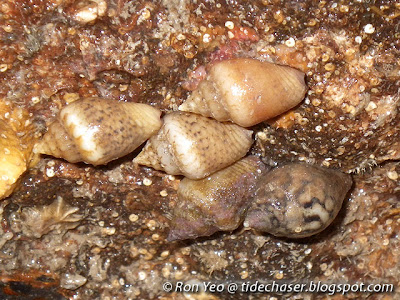 Dotted Dove Snail (Euplica scripta) Dotted Dove Snail (Euplica scripta) & One Tortoise Dove Snails (Pardalinops testudinaria)