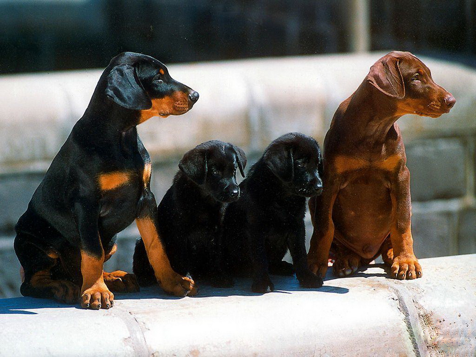 http://4.bp.blogspot.com/-Go_GspSRuyw/Tyw8PwtCkHI/AAAAAAAAA2U/st3txM26vk0/s1600/14-Cute+Dog+1600x1200.jpg