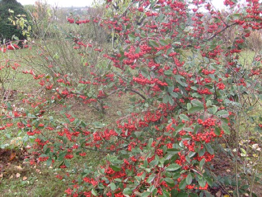 Cotoneaster Hedge Stock Photos Cotoneaster Hedge Stock Images