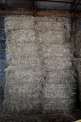 Every wondered what the difference is between hay and straw?  Check out this post to find out the answer to a common question.