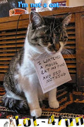I'm not a catFunny picturesFunny fail photosFunny quotes