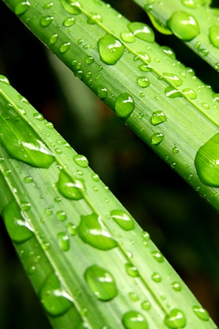 nature rain wallpapers Bfor Biphone Blue Pack,Wall Papers for iPhone,Green Nature Wallpapers,Free Wallpaper for iPhones
