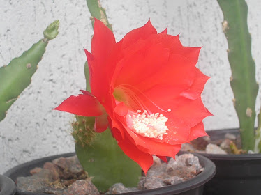 muda c/flor de cactus orquidea vermelha