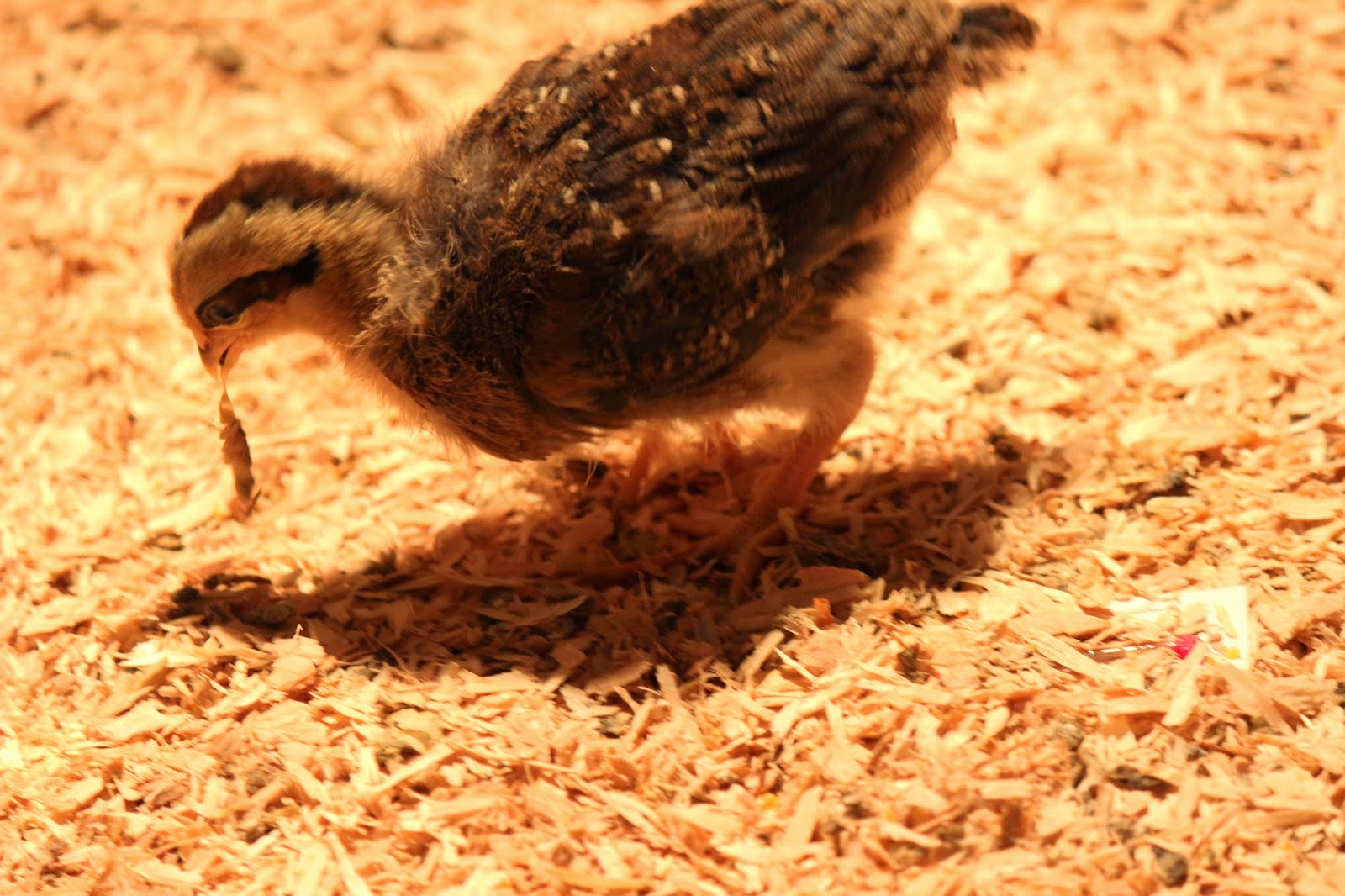 Raising Chickens Feeding Chickens Live Treats Nutrition Part 2