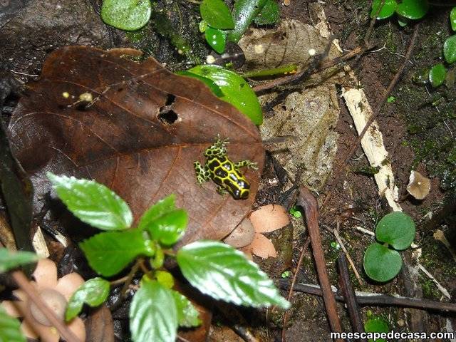 Rana del género Ranitomeya a orillas del río Shilcayo (Cordillera Escalera, Perú) - 2