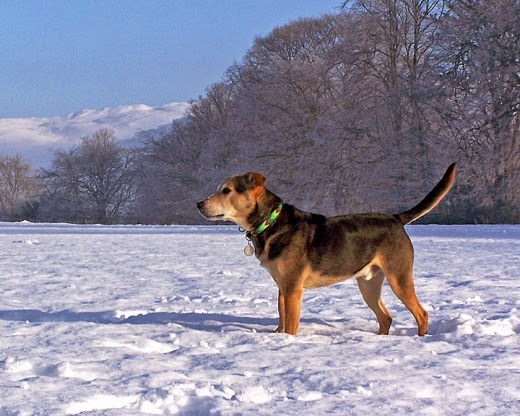 dog in the snow dog in the snow