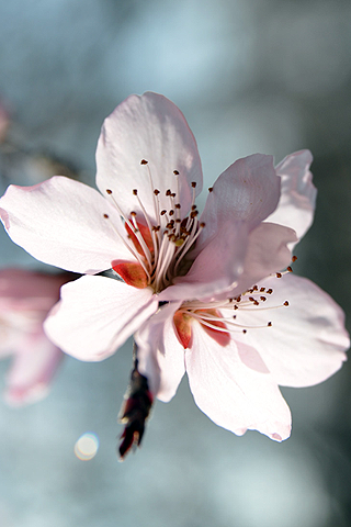 Sakura - Flor de cerezo - Solo Nuevas Sakura - Flor de cerezo - Solo Nuevas