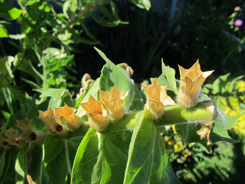 The Cranbrook Guardian: Black Henbane