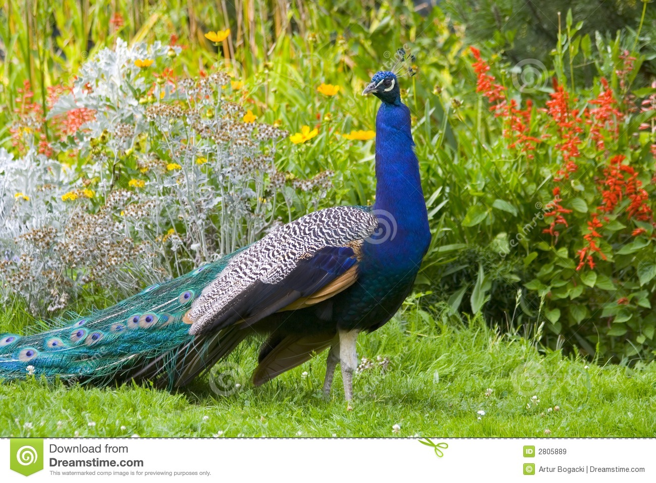 male-peacock-2805889.jpg