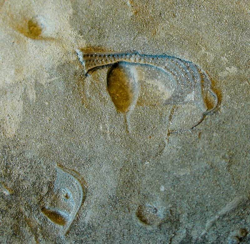 Louisville Fossils and Beyond Cryptolithus Ordovician Trilobite Fragment