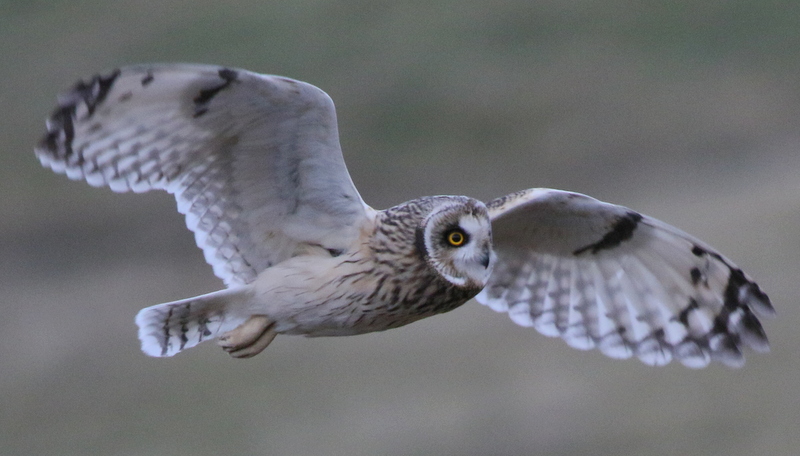 Fly Flatts Short Eared Owl