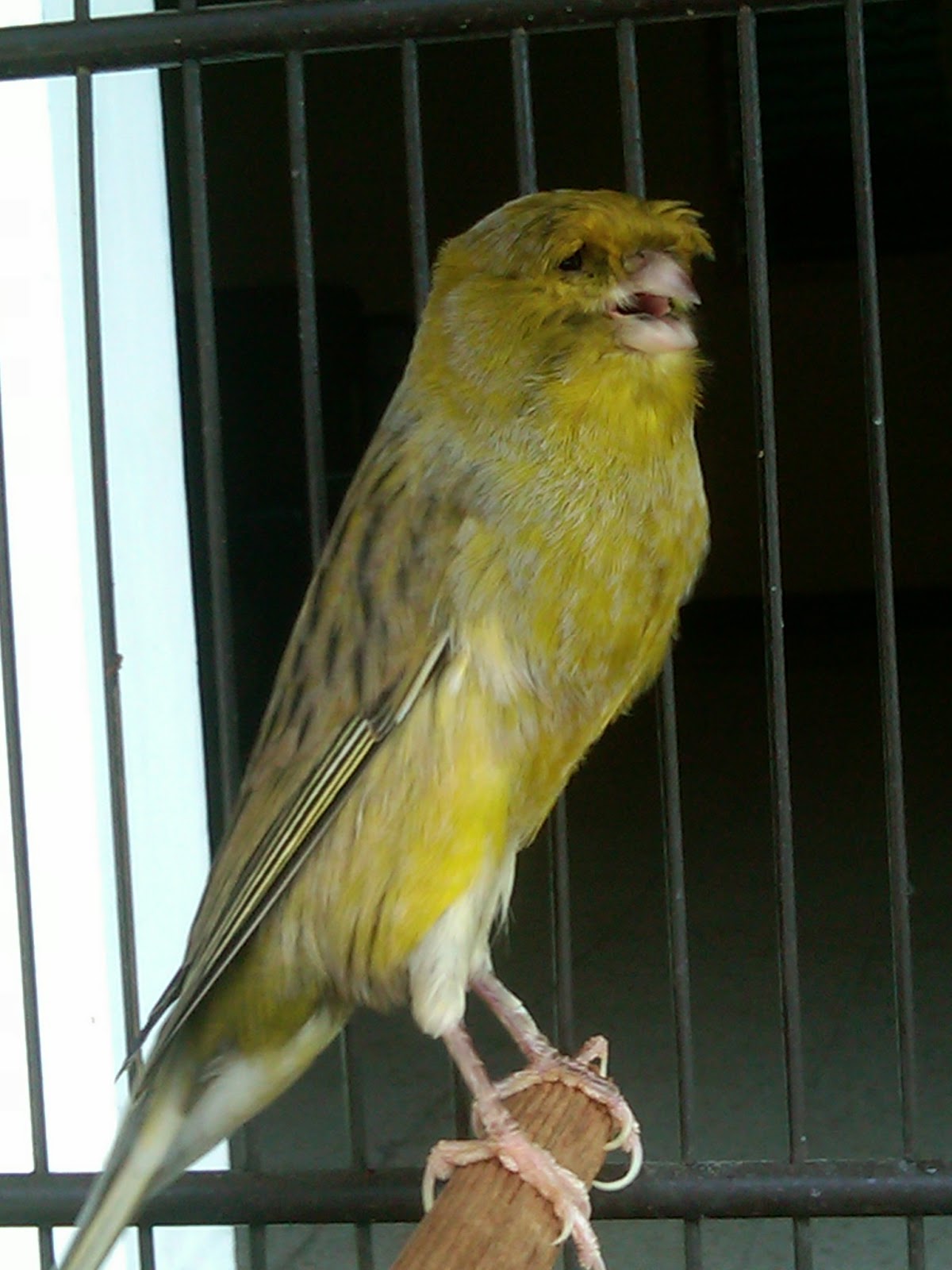 Daftar Harga Burung Kenari Terbaru 2016 Andi Kicau Alam