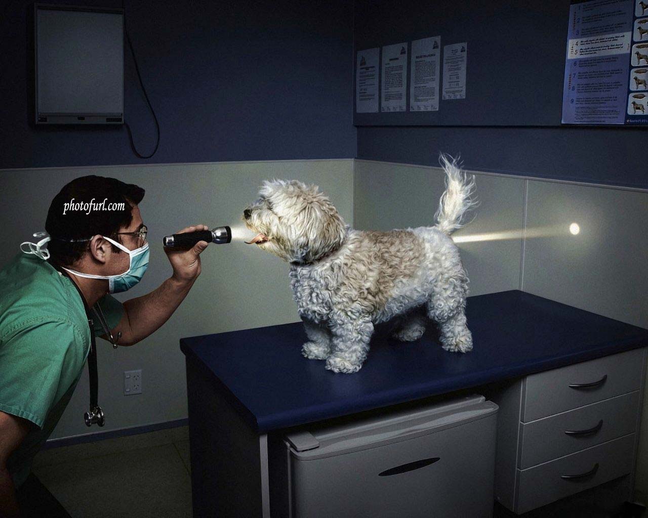 Latest Funny Wallpapers Latest Funny Wallpapers